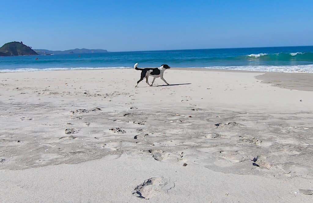 dog on Medlands beach Great Barrier Island