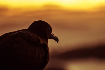 Taiko - Black Petrel on Hirakimata Mt Hobson Aotea Great Barrier island