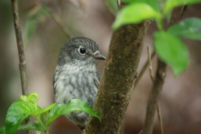 Toutouwai