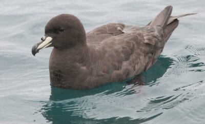 Tāikoketai