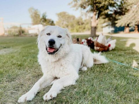 A Dog Lying on the Grass