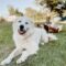 A Dog Lying on the Grass