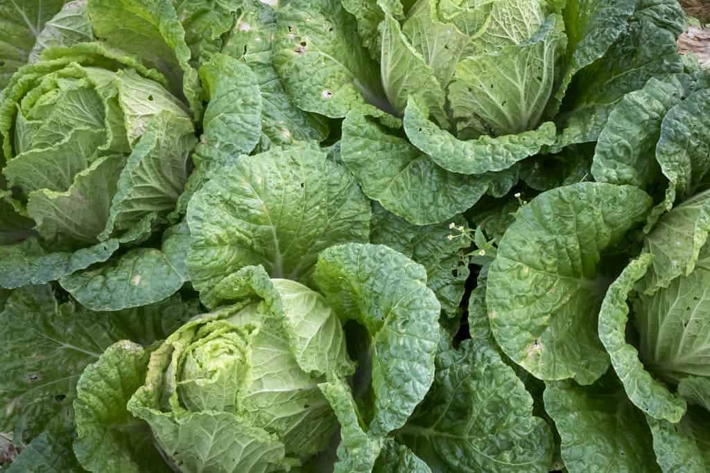 Bunch of Bok Choi