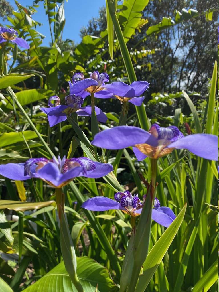 GardenTour_Nikki2024